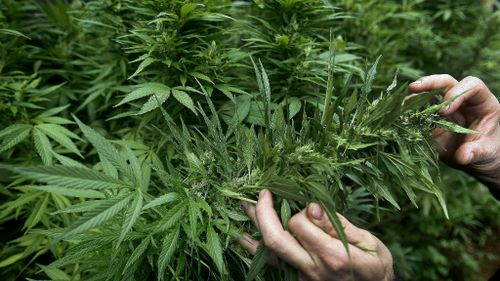 NSW government pledges $9 million in budget for medical cannabis trials