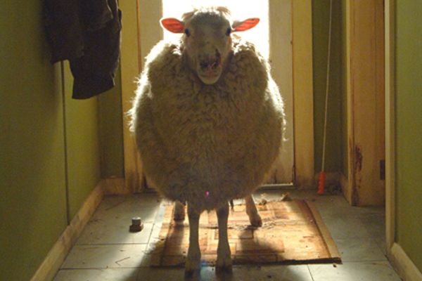 Black Sheep