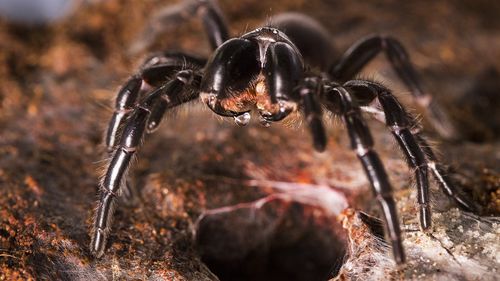 There are at least 40 species of funnel-web spiders in Australia, including the Darling Downs funnel-web (pictured).