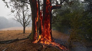 A tree burns from the inside out hours after the fire front had passed in Bundanoon, NSW.