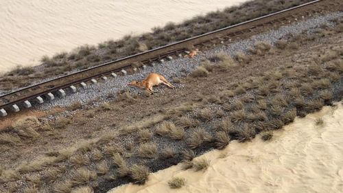 Cattle farmers around Julia Creek have been suffered massive losses in the disaster.