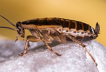 Which term denotes the feeding behaviour of German cockroaches?