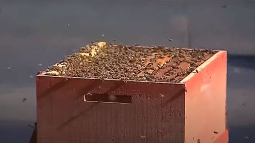 Una de las colmenas traídas para protestar por apicultores en Chile. 
