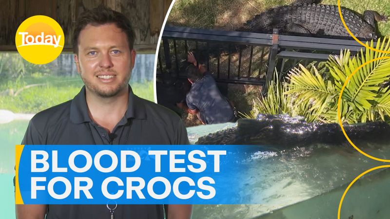 How Aussie zoo gives crocodile a blood test | Nine.com.au
