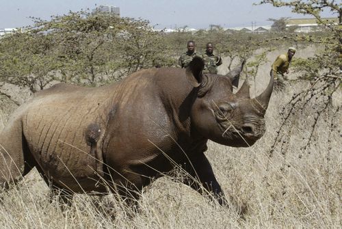 Black rhinos are critically endangered and vulnerable to extinction. 