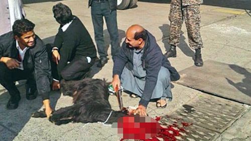 Pakistan's national airline sacrifices goat on tarmac