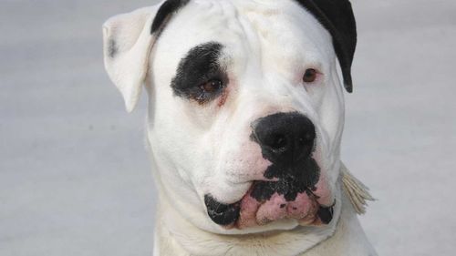 An American bulldog, like this one, contracted coronavirus in the Netherlands.