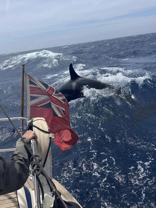 Blackburn said his boat was initially rammed by two animals, but four others soon showed up. 