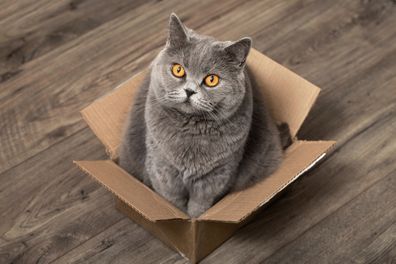 cat in cardboard box