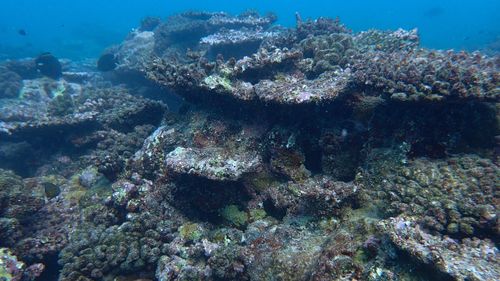 A prolonged marine heatwave has caused the worst coral bleaching event on record for Western Australia, according to a new scientific report.