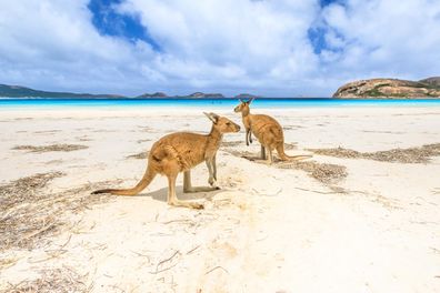 Lucky Bay kangaroos iStock