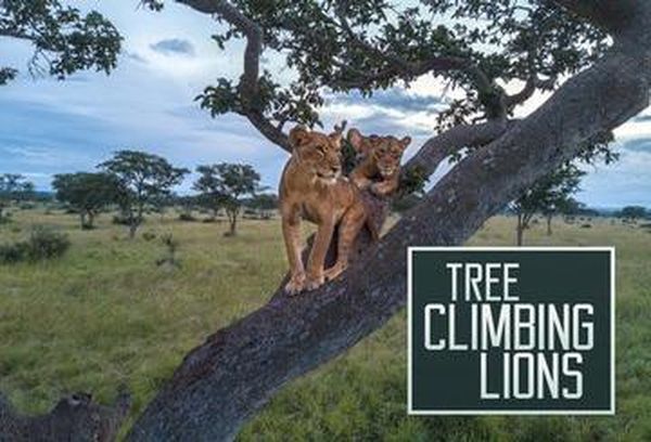 Tree Climbing Lions