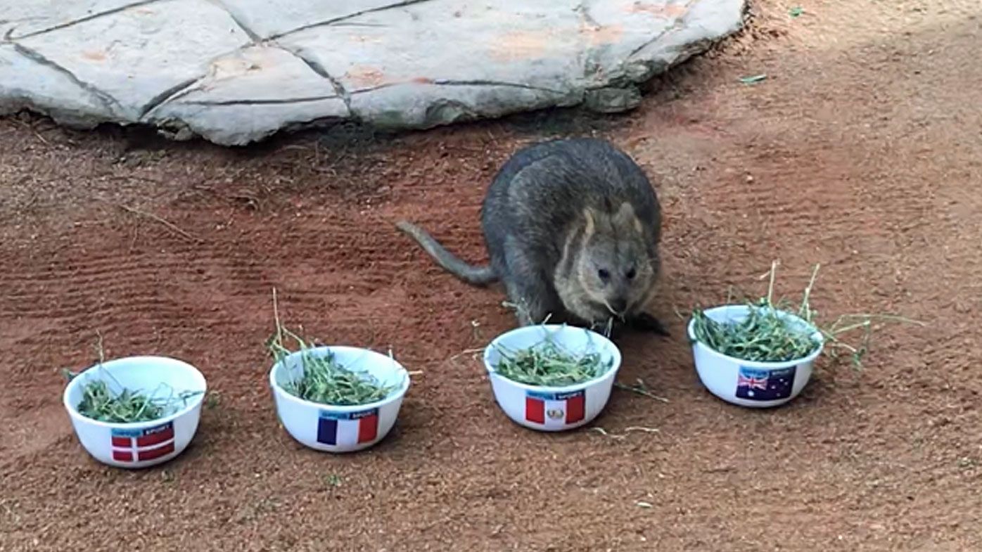 World Cup 2018: Davey the psychic quokka predicts which team will progress in Group C