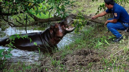 A local offers Tyson, a branch to snack on. (AP)