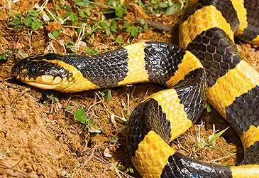 What type of snake is illustrated above?