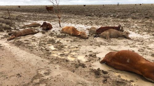 Many of the losses have also been felt in the state's north-west where previously drought-ravaged cattle and farmers were hit by the floods, leaving animals to starve and die.