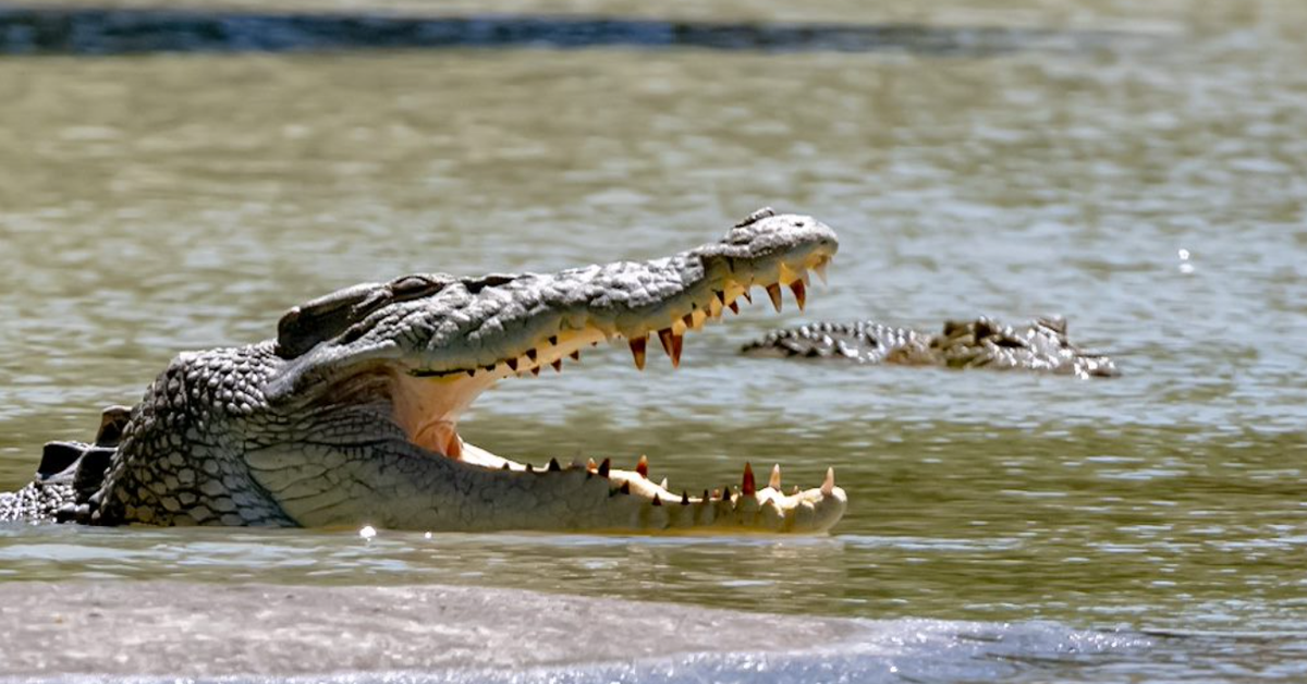 Man describes moment he pulled his head free from croc's jaws