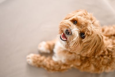 Cute little maltipoo puppy looking up at camera.