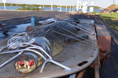 Wildlife rangers say the discovery of the four-metre saltwater crocodile in a Darwin Harbour creek should serve as a warning to locals. Picture: NT Parks and Wildlife