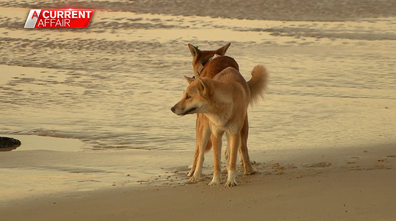 can dingoes mate with dogs