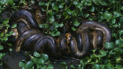 A northern green anaconda.