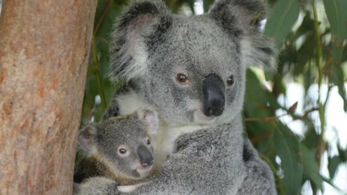 Cuddly koala mum and bub back to steal more hearts after recovering from being run over