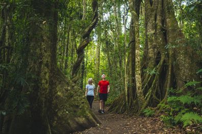 Couple looking up at a large tree, in the Lamington National Park