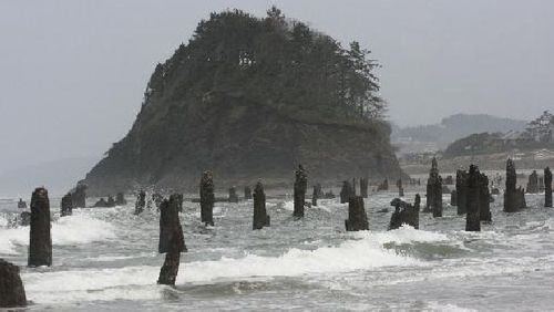 Tourists flock to unique 'ghost forest' exposed by storm