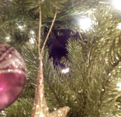 Victoria Arbiter cats in Christmas tree.