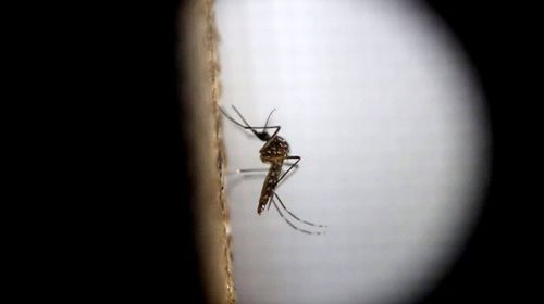 Health authorities launch spraying campaign after Zika virus detected in Queensland