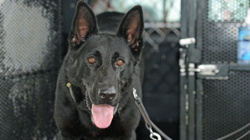 Police dog, Storm. (Supplied, WA Police.)