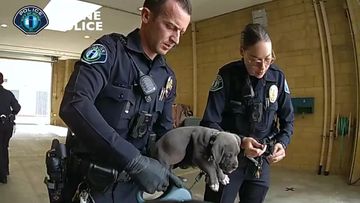 Police officers hold a pit bull puppy they believe may have gotten into its owners&#x27; fentanyl stash in California.