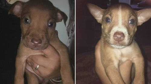 A man has been charged after seven puppies were stolen from a family home in Adelaide. 