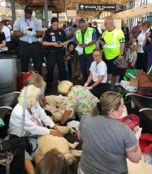 Eleanor Rigby was about to board a flight when her owner realised she was going into labour. (Tampa International Airport/Facebook)