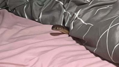 The eastern brown snake was spotted poking out from under the woman's doona after she was bitten.