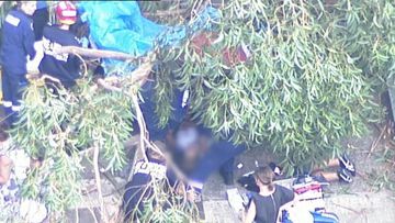 Tree falls on students at south Sydney high school