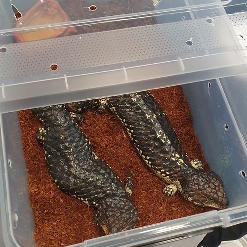 Two shingleback lizards for sale at an international reptile expo.