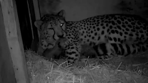 Four new cheetah cubs have been born in a South Australia zoo.