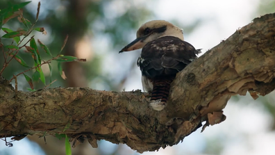 EMBARGO 5/2/2026 9:30PM MAFS 2026 Rebecca and Steve's wedding