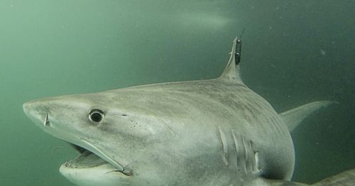 A tiger shark called Collette was found swimming near North West Island off the coast of Queensland today. The shark is 3.76 metres long and is being tracked in cooperation with OCEARCH. The tiger shark was tagged by Dr Adam Barnett's team at the Biopixel Oceans Foundation.