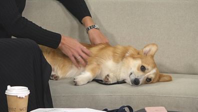 Corgi lying on the Today show couch.