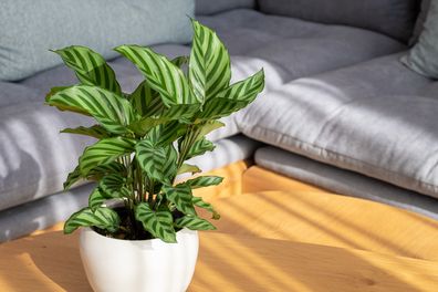 pet-safe houseplants