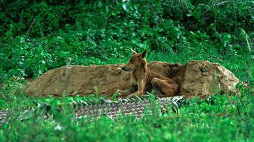 Dog goes 15 days without food while guarding owner's burial site