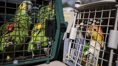 Rescuers flock to save 275 parrots stranded by Ian