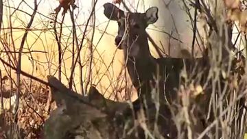 Thomas Alexander hunter killed after shooting deer in Arkansas US 3