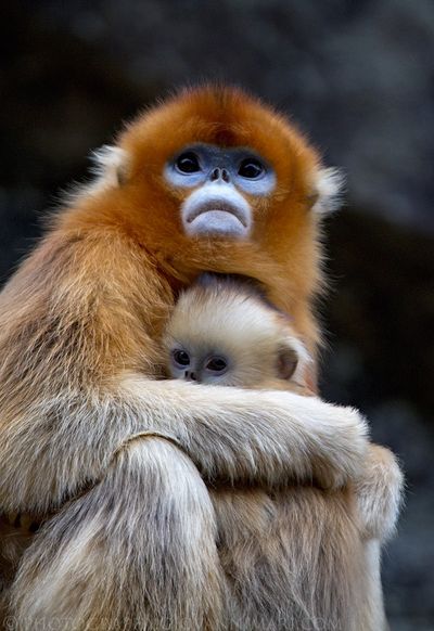 <strong>Golden snub-nosed monkey</strong>
