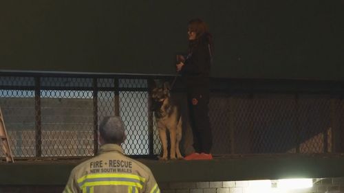 Dog rescued from toilet block roof in inner Sydney