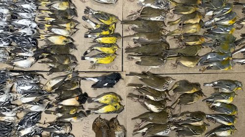 Some of the dead birds collected in the vicinity of New York's World Trade Center.