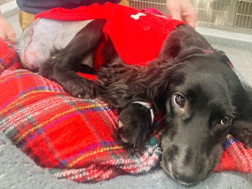 Ariel, il cucciolo a sei zampe, è stato sottoposto a un intervento chirurgico correttivo