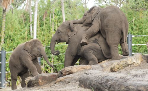 Tukta (left) was the third of six Asian Elephants born so far at Taronga Zoo as part of a breeding program.